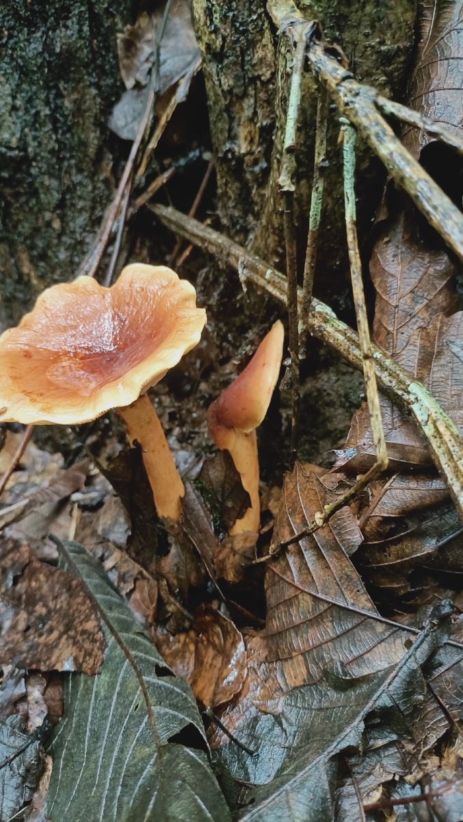 丛林里的精灵雨后大自然的馈赠奶浆菌