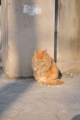 晒太阳的猫