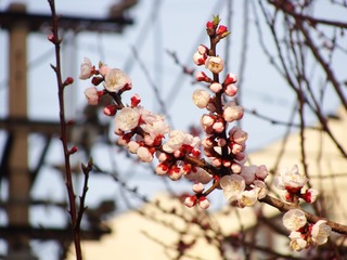 25050