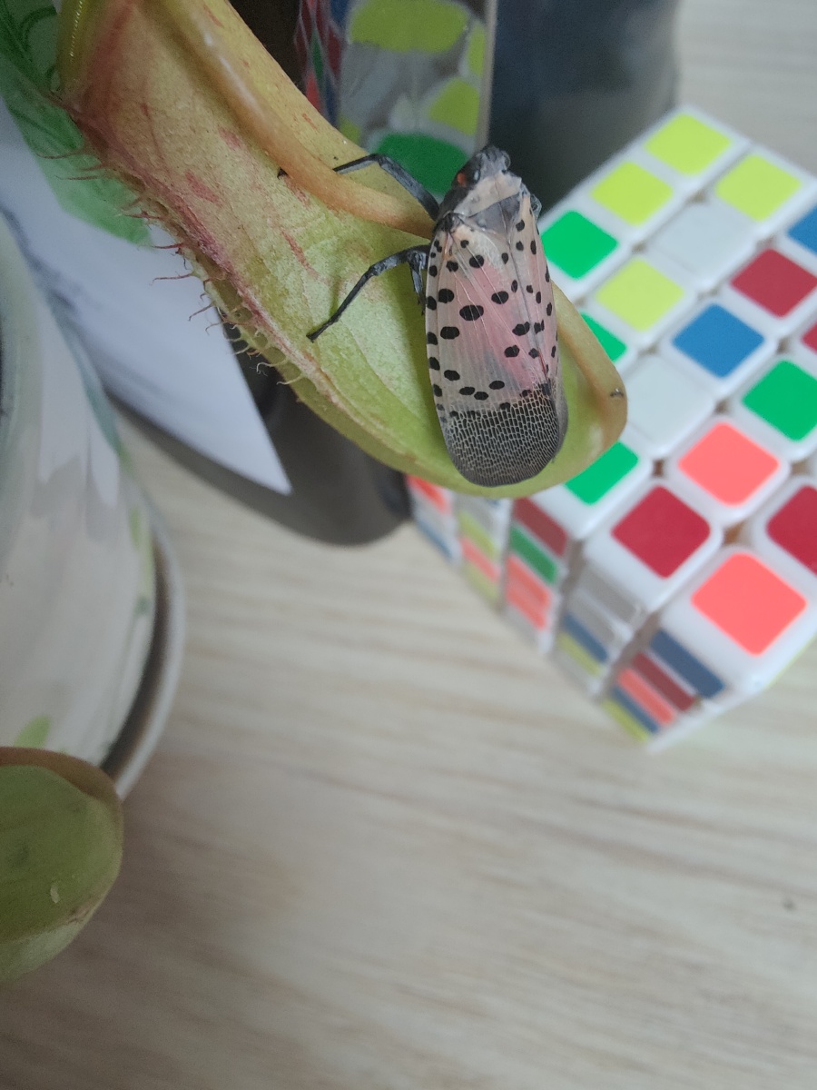 我们这里叫春蹦蹦你们那里叫什么呢