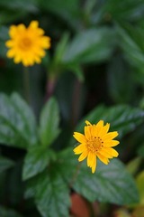 SG108651