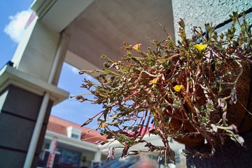 SDIM0433