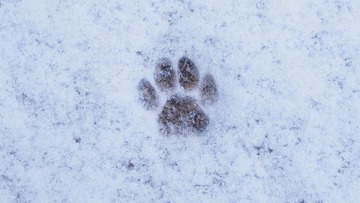 66088