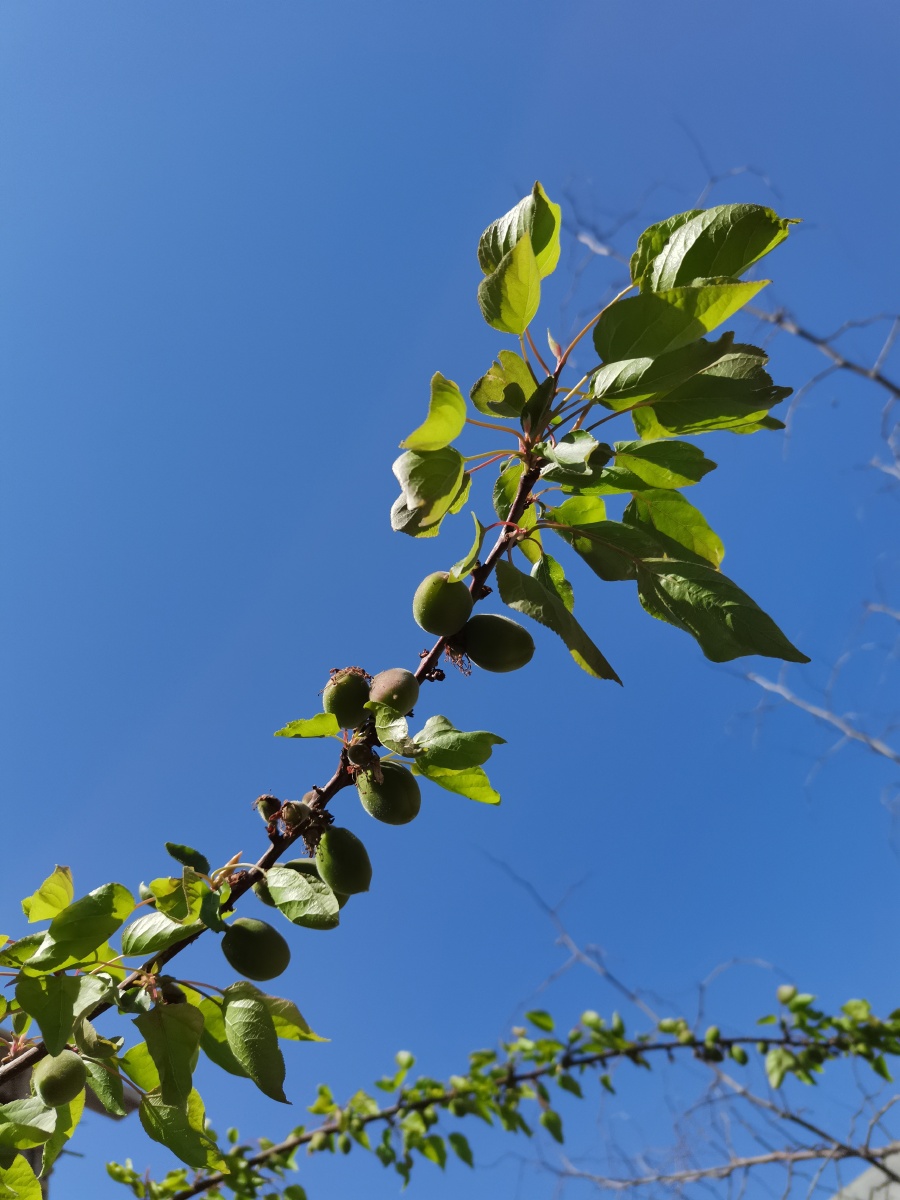 花褪残红青杏小