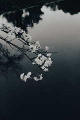 88438