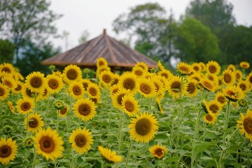 20115