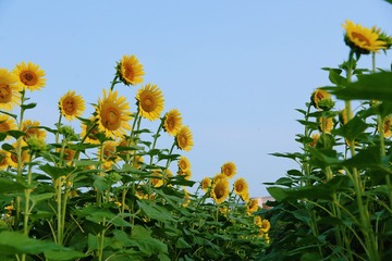 20088