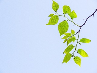 655424