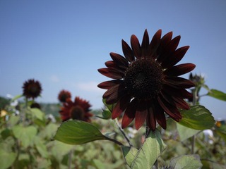 P1000806.JPG