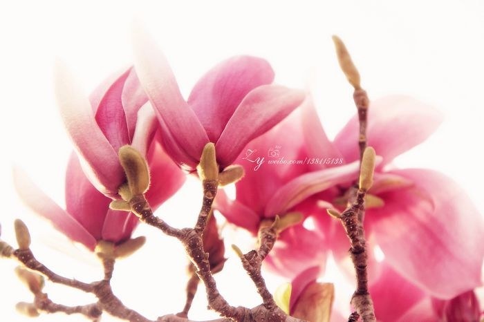 明城墙外的春天