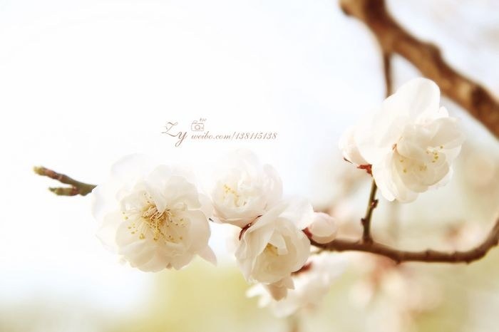 明城墙外的春天 - 魔芋MaMa-photo - 图虫网 - 最