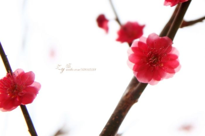 明城墙外的春天 - 魔芋MaMa-photo - 图虫网 - 最