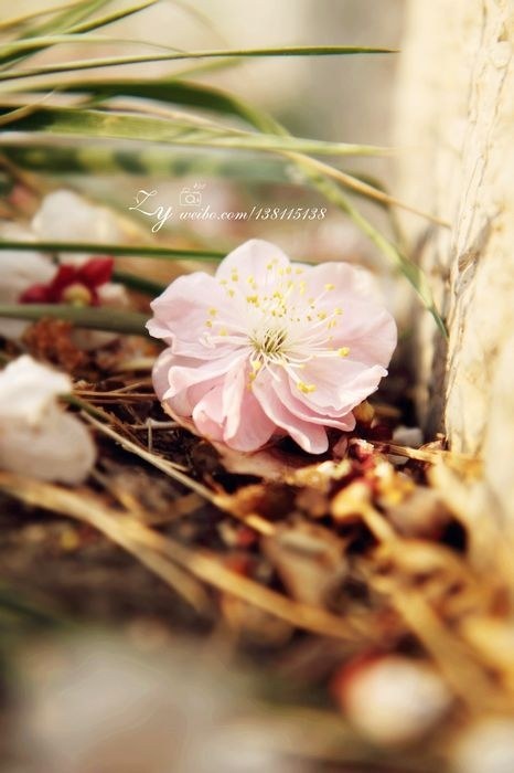 明城墙外的春天 - 魔芋MaMa-photo - 图虫网 - 最