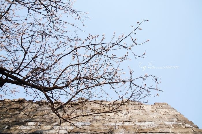 明城墙外的春天 - 魔芋MaMa-photo - 图虫网 - 最