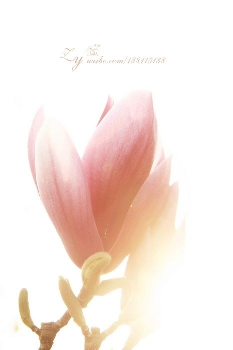 明城墙外的春天 - 魔芋MaMa-photo - 图虫网 - 最