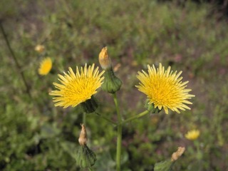 DSCN0467.JPG