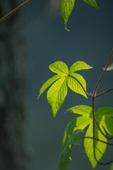908025