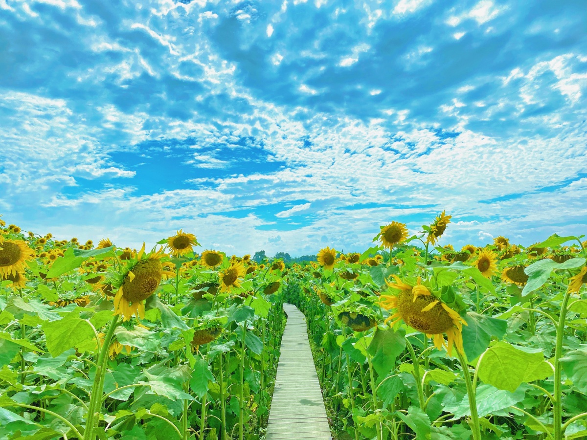向日葵花语很爱蓝天白云花海小路