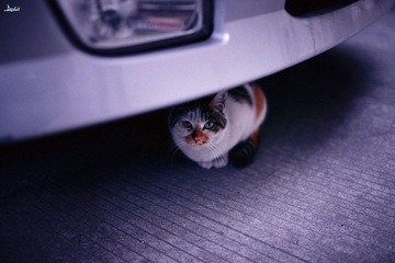 车下的猫