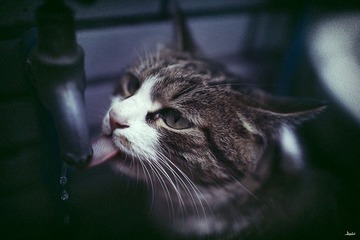 饮水
