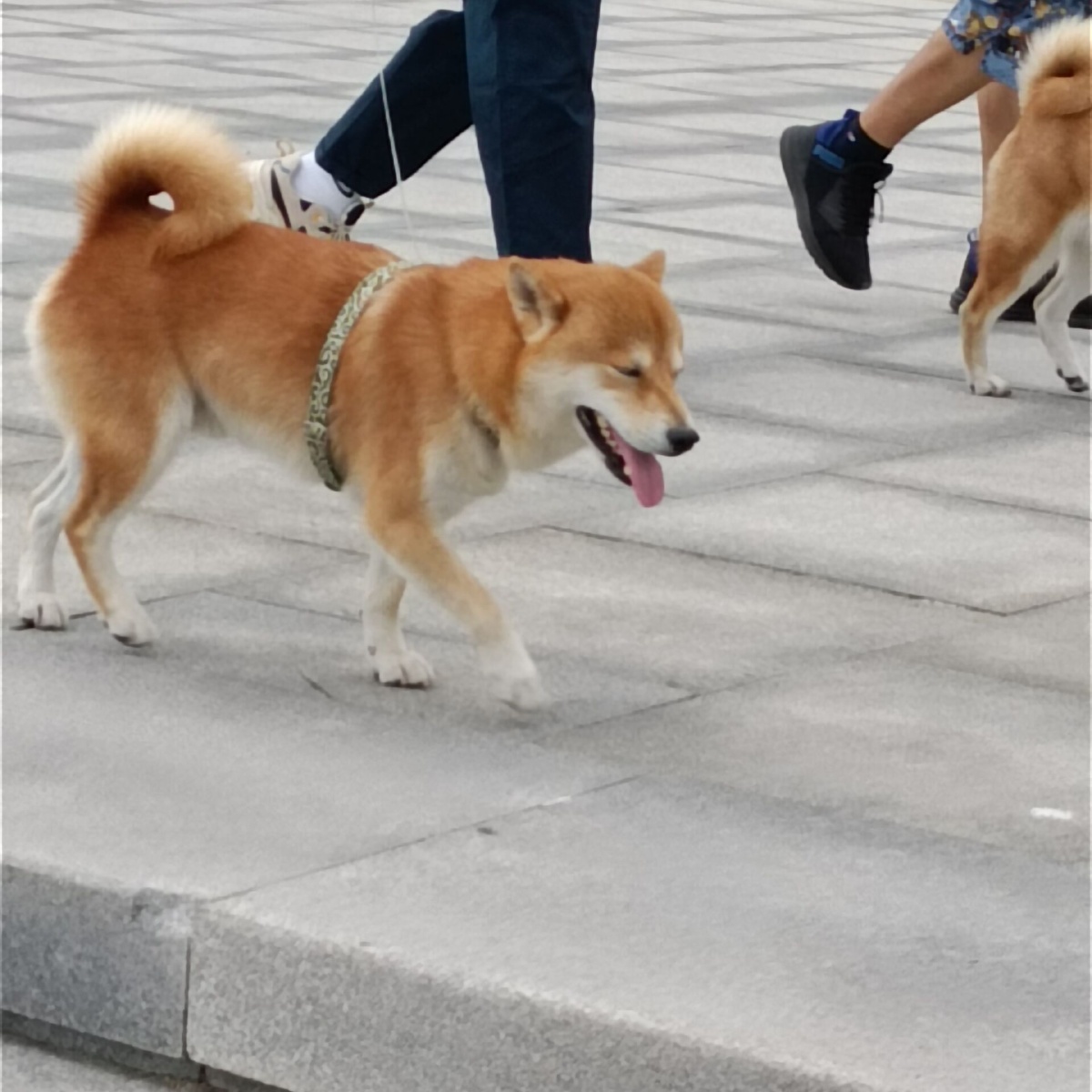 小狗纸 - 灆见春223