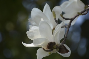 575BCF0C-9BD2-4E5B-972B-6BE15B7C7A55/L0/001