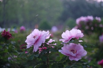 D44E99CB-DD4F-4A60-90A1-B1666CA4CFEB/L0/001
