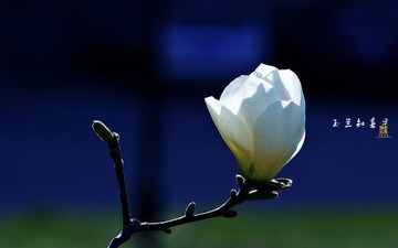_DSC6034c.jpg