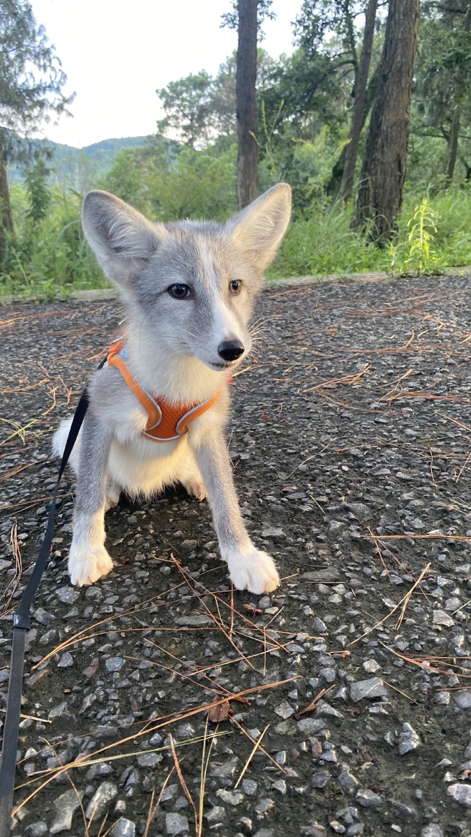 3个月冰岛狐小10