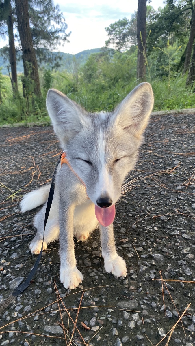 3个月冰岛狐小10