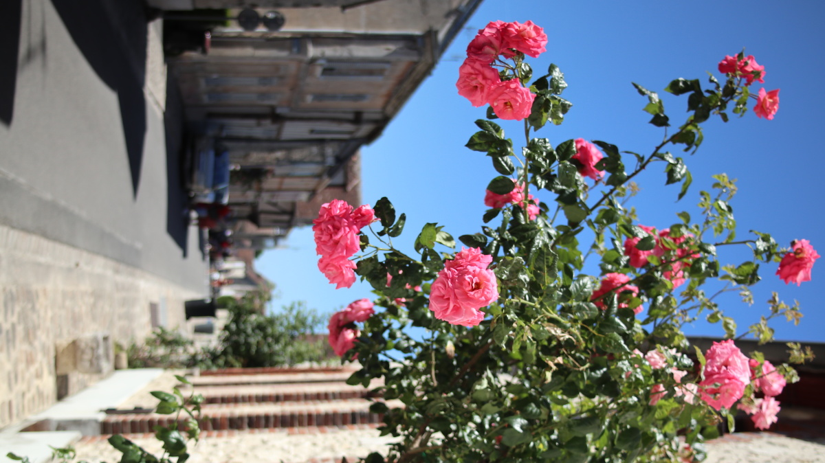 法国玫瑰小镇普罗万2