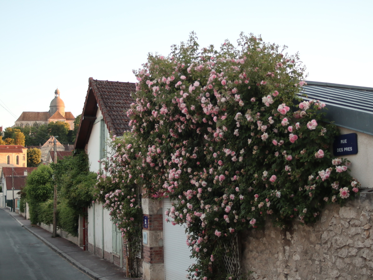 法国小镇普罗万provins玫瑰小镇