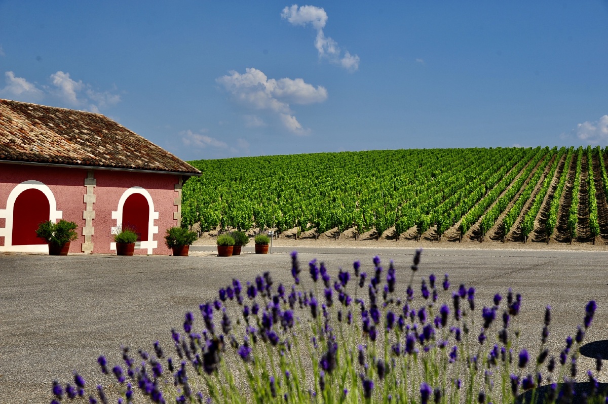 法国波尔多葡萄园