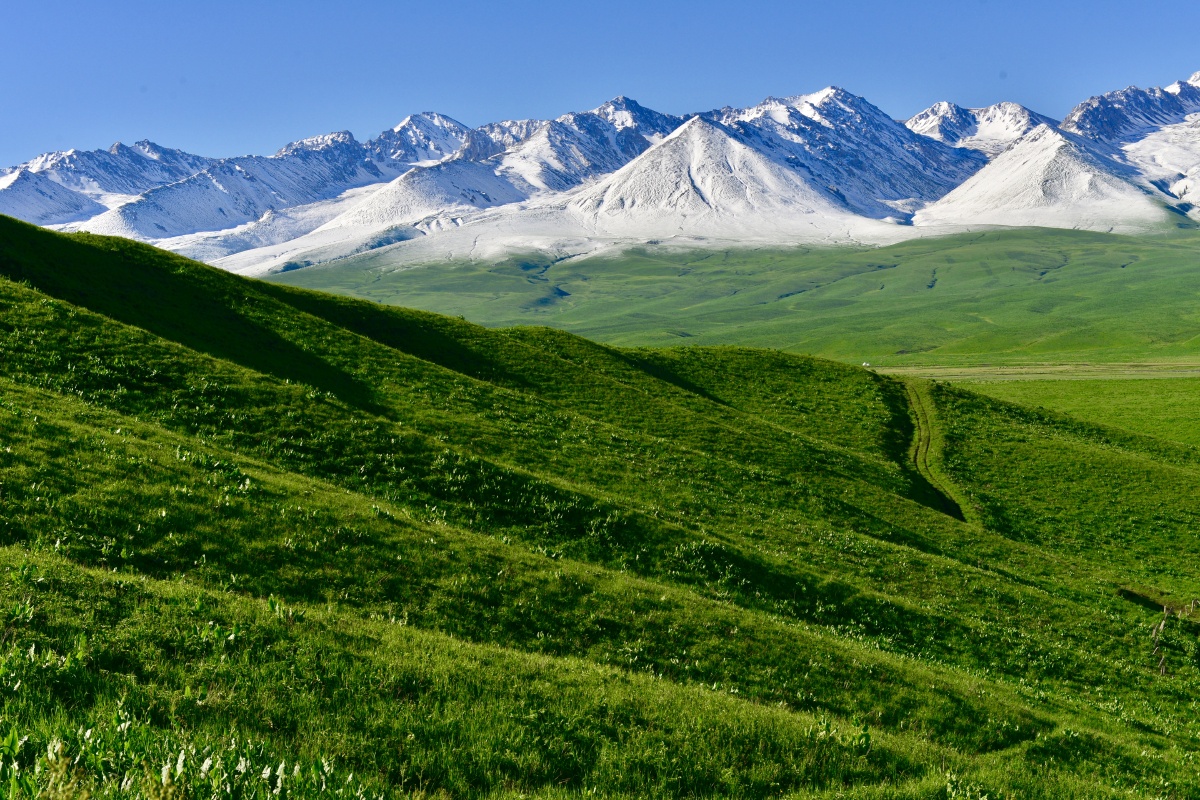 大美新疆美丽的那拉提草原