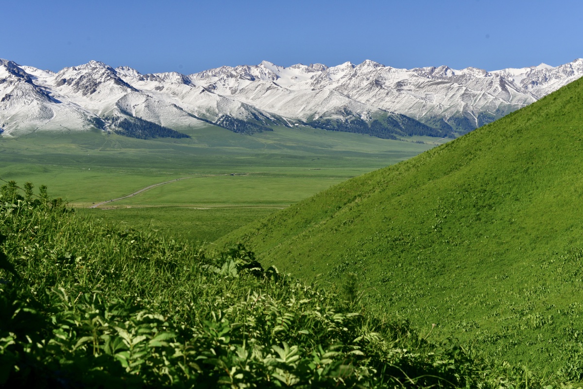 大美新疆美丽的那拉提草原