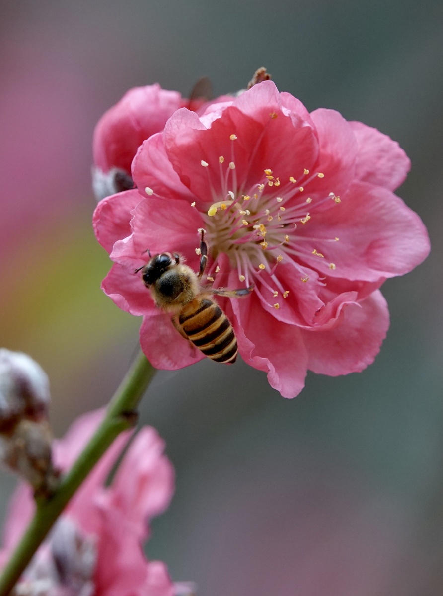 梅花开放蜜蜂来