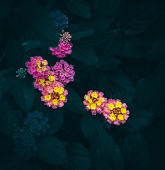 977768