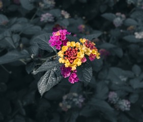 977767