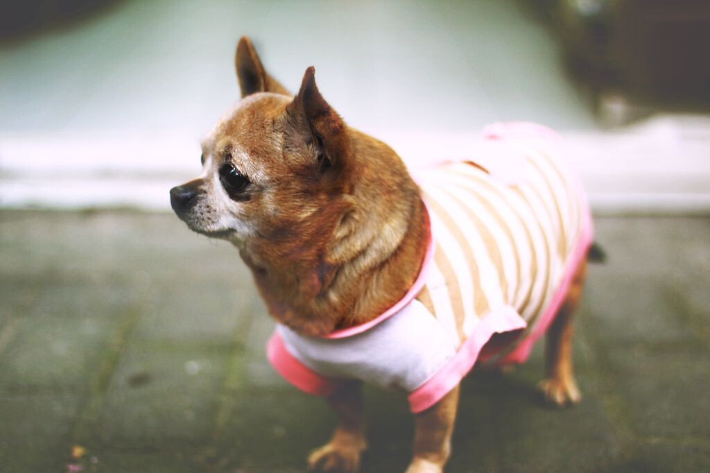 dog<br />
