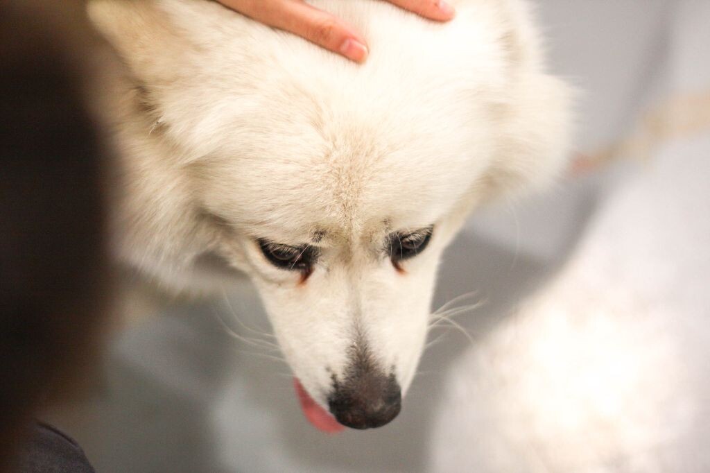 2013 犬博会<br />

