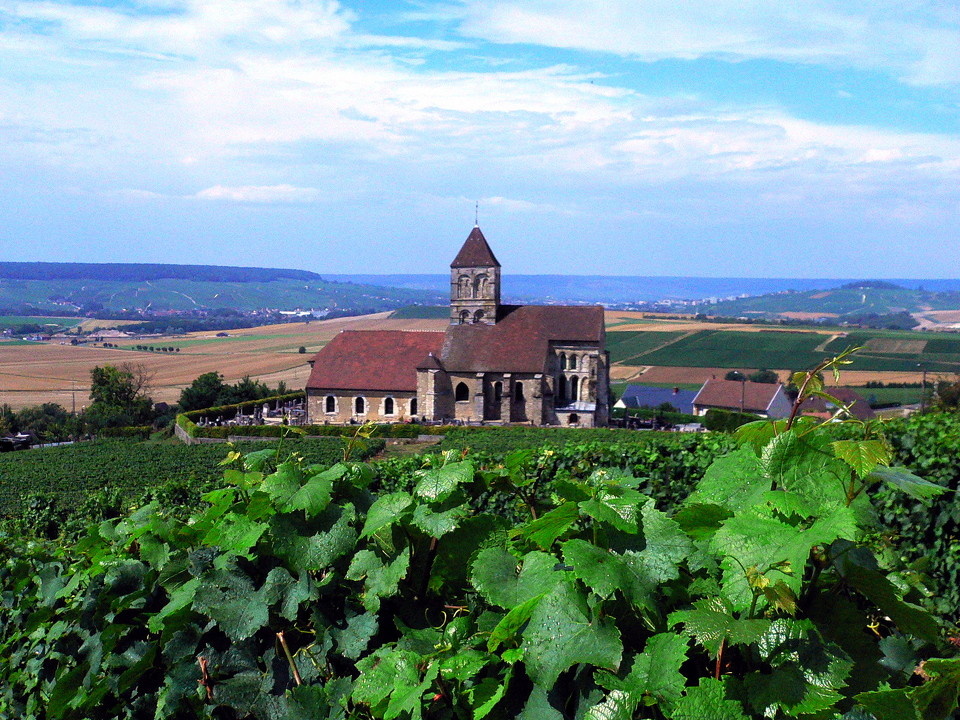 后来,去了法国北部兰斯香槟区,突然就明白了当初看过的田园风光的印象
