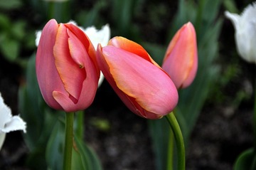 _DSC0554