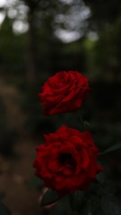 1CE055BD-0361-462E-AB29-296481F0CB73/L0/001