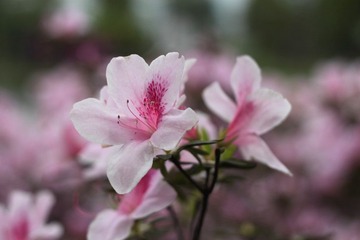 4月采风1