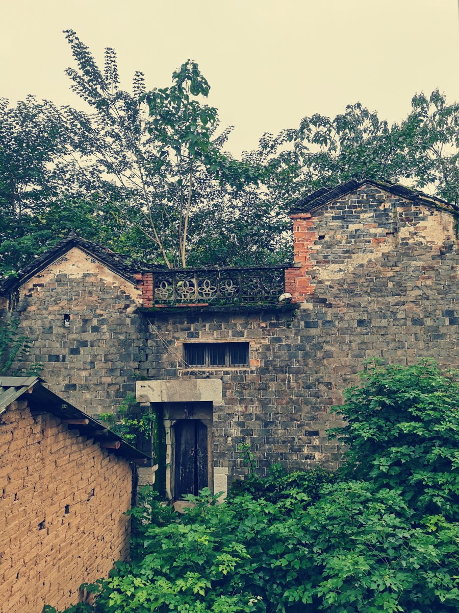 绿意盎然久无人居的老房子自成了一道风景