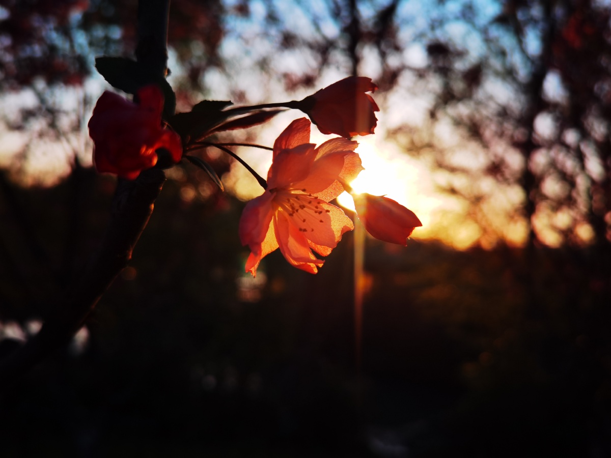 夕阳下的樱花