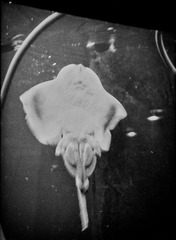 DimageScan00224
