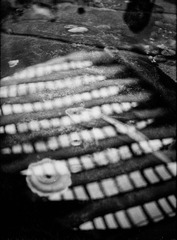 DimageScan00229