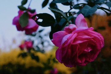 87C50F71-D3D9-4D87-A5A1-BB121A35E0E6/L0/001