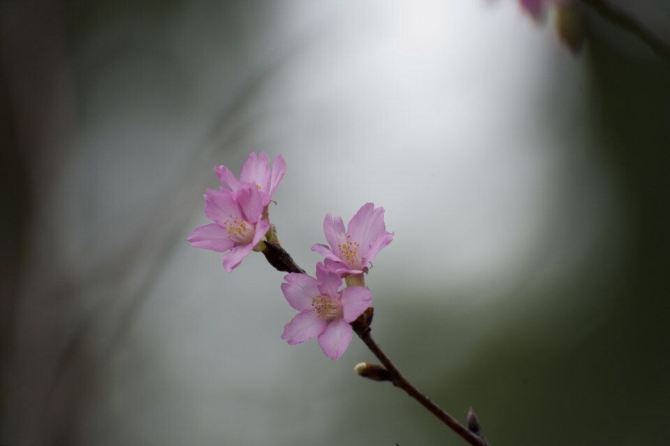 櫻<br />
